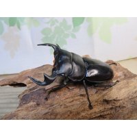 ☆新成虫☆アンタエウスオオクワガタ（ライチャウ）♂71ミリ♀47ミリペア販売！！