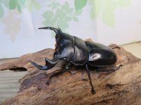 ☆新成虫☆アンタエウスオオクワガタ（ライチャウ）♂71ミリ♀45ミリペア販売！！