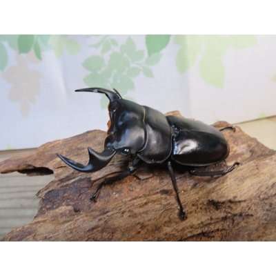 画像1: ☆新成虫☆アンタエウスオオクワガタ（ライチャウ）♂71ミリ♀47ミリペア販売！！
