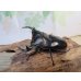 画像1: ☆新成虫☆アンタエウスオオクワガタ（ライチャウ）♂71ミリ♀47ミリペア販売！！ (1)