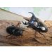 画像5: ☆新成虫☆アンタエウスオオクワガタ（ライチャウ）♂71ミリ♀47ミリペア販売！！ (5)