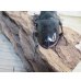 画像3: ☆新成虫☆ギラファノコギリクワガタ（亜種ダイスケ）♂109ミリ♀45ミリペア販売！！ (3)