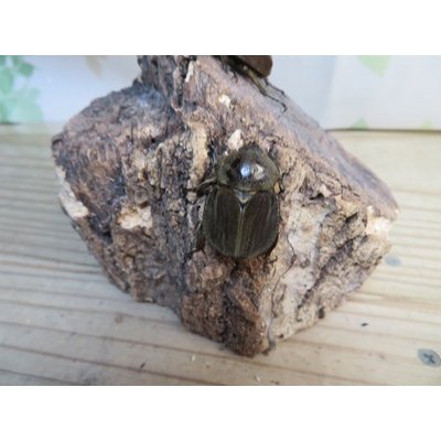 画像4: ☆新成虫☆ベルティペスエボシヒナカブト(コフキカブト)♂♀フリーサイズペア販売！！