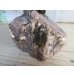 画像4: ☆新成虫☆ベルティペスエボシヒナカブト(コフキカブト)♂♀フリーサイズペア販売！！ (4)