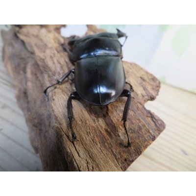 画像3: ☆新成虫☆アンタエウスオオクワガタ（ライチャウ）♂71ミリ♀47ミリペア販売！！