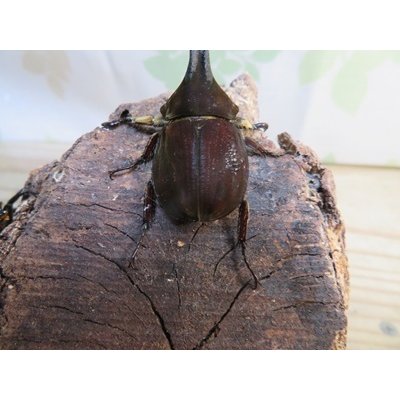 画像3: ☆新成虫☆ベルティペスエボシヒナカブト(コフキカブト)♂♀フリーサイズペア販売！！