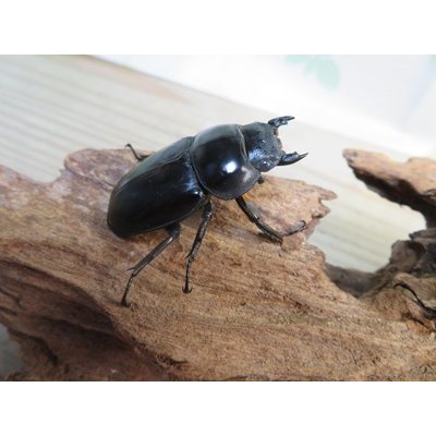 画像4: ☆新成虫☆アンタエウスオオクワガタ（ライチャウ）♂69ミリ♀46ミリペア販売！！