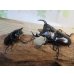 画像5: ☆新成虫☆アンタエウスオオクワガタ（ライチャウ）♂69ミリ♀46ミリペア販売！！ (5)