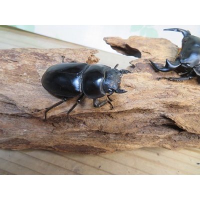 画像4: ☆新成虫☆アンタエウスオオクワガタ（ライチャウ）♂71ミリ♀47ミリペア販売！！