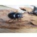 画像4: ☆新成虫☆アンタエウスオオクワガタ（ライチャウ）♂71ミリ♀47ミリペア販売！！ (4)
