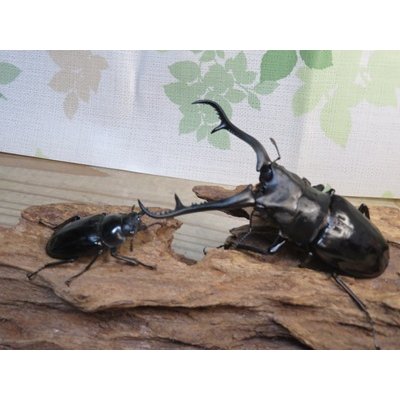 画像5: ☆新成虫☆ギラファノコギリクワガタ（亜種ダイスケ）♂109ミリ♀45ミリペア販売！！