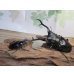 画像5: ☆新成虫☆ギラファノコギリクワガタ（亜種ダイスケ）♂109ミリ♀45ミリペア販売！！ (5)