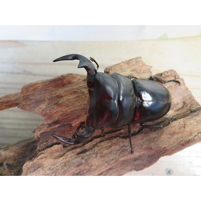 画像2: ☆新成虫☆アンタエウスオオクワガタ（ライチャウ）♂71ミリ♀47ミリペア販売！！