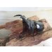 画像2: ☆新成虫☆アンタエウスオオクワガタ（ライチャウ）♂71ミリ♀47ミリペア販売！！ (2)