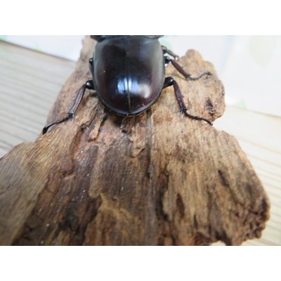 画像3: ☆新成虫☆アンタエウスオオクワガタ（ライチャウ）♂69ミリ♀46ミリペア販売！！