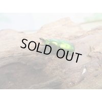 no.3☆F3☆インスラリスキンイロクワガタ♂♀フリーサイズ新成虫ペア販売！！