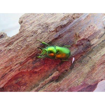 画像2: no.3☆F3☆インスラリスキンイロクワガタ♂♀フリーサイズ新成虫ペア販売！！