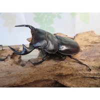 ☆新成虫☆アンタエウスオオクワガタ（ライチャウ）♂69ミリ♀46ミリペア販売！！
