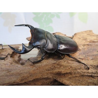 画像1: ☆新成虫☆アンタエウスオオクワガタ（ライチャウ）♂69ミリ♀46ミリペア販売！！