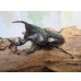 画像1: ☆新成虫☆アンタエウスオオクワガタ（ライチャウ）♂69ミリ♀46ミリペア販売！！ (1)