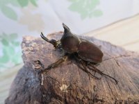 ☆新成虫☆ベルティペスエボシヒナカブト(コフキカブト)♂♀フリーサイズペア販売！！