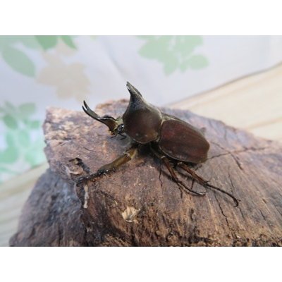 画像1: ☆新成虫☆ベルティペスエボシヒナカブト(コフキカブト)♂♀フリーサイズペア販売！！