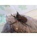 画像1: ☆新成虫☆ベルティペスエボシヒナカブト(コフキカブト)♂♀フリーサイズペア販売！！ (1)