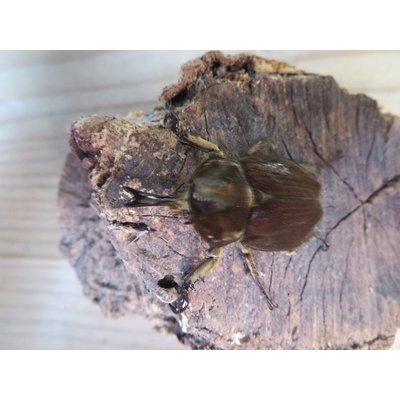 画像2: ☆新成虫☆ベルティペスエボシヒナカブト(コフキカブト)♂♀フリーサイズペア販売！！