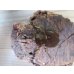 画像2: ☆新成虫☆ベルティペスエボシヒナカブト(コフキカブト)♂♀フリーサイズペア販売！！ (2)