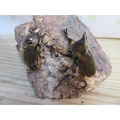 画像5: ☆新成虫☆ベルティペスエボシヒナカブト(コフキカブト)♂♀フリーサイズペア販売！！