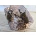 画像5: ☆新成虫☆ベルティペスエボシヒナカブト(コフキカブト)♂♀フリーサイズペア販売！！ (5)