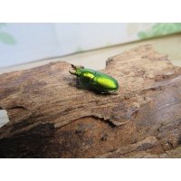 no.1☆F3☆インスラリスキンイロクワガタ♂♀フリーサイズ新成虫ペア販売！！