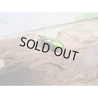no.1☆F3☆インスラリスキンイロクワガタ♂♀フリーサイズ新成虫ペア販売！！