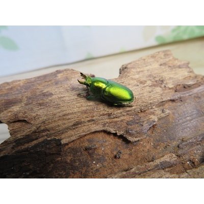 画像1: no.1☆F3☆インスラリスキンイロクワガタ♂♀フリーサイズ新成虫ペア販売！！