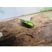 画像1: no.1☆F3☆インスラリスキンイロクワガタ♂♀フリーサイズ新成虫ペア販売！！ (1)
