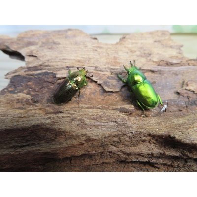 画像4: no.3☆F3☆インスラリスキンイロクワガタ♂♀フリーサイズ新成虫ペア販売！！