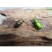 画像4: no.3☆F3☆インスラリスキンイロクワガタ♂♀フリーサイズ新成虫ペア販売！！ (4)