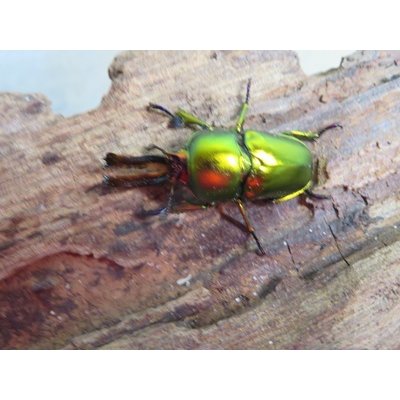 画像2: no.2☆新成虫☆ラトレイユキンイロクワガタ♂♀（♀人気のブルー）フリーサイズペア販売！！