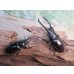 画像5: ☆新成虫☆ギラファノコギリクワガタ（亜種ティモレンシス）♂73ミリ♀43ミリRRペア販売！！ (5)