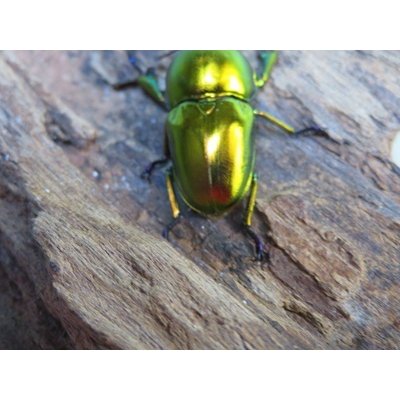 画像3: no.1☆新成虫☆ラトレイユキンイロクワガタ♂♀（♀人気のブルー）フリーサイズペア販売！！