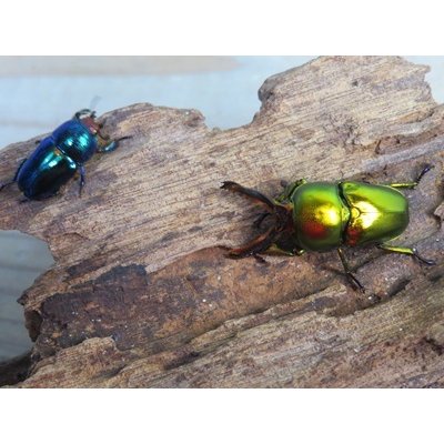 画像5: no.1☆新成虫☆ラトレイユキンイロクワガタ♂♀（♀人気のブルー）フリーサイズペア販売！！
