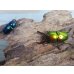 画像5: no.1☆新成虫☆ラトレイユキンイロクワガタ♂♀（♀人気のブルー）フリーサイズペア販売！！ (5)