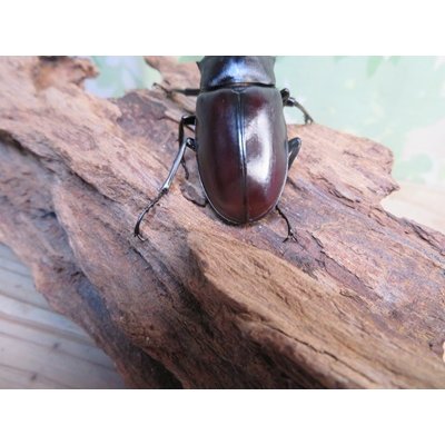 画像3: ☆新成虫☆ギラファノコギリクワガタ（亜種ティモレンシス）♂73ミリ♀43ミリRRペア販売！！