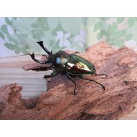 ★グリーン血統★ニジイロクワガタ♂57ミリ♀38ミリペア販売！！