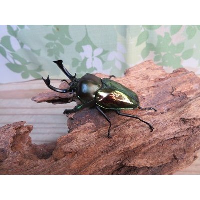 画像1: ★グリーン血統★ニジイロクワガタ♂57ミリ♀38ミリペア販売！！