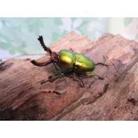 no.1☆新成虫☆ラトレイユキンイロクワガタ♂♀（♀人気のブルー）フリーサイズペア販売！！