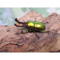 no.2☆新成虫☆ラトレイユキンイロクワガタ♂♀（♀人気のブルー）フリーサイズペア販売！！