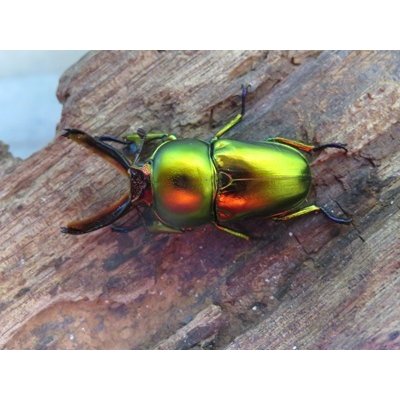 画像2: no.1☆新成虫☆ラトレイユキンイロクワガタ♂♀（♀人気のブルー）フリーサイズペア販売！！