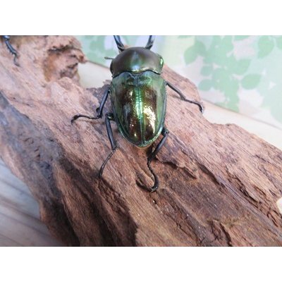 画像3: ★グリーン血統★ニジイロクワガタ♂57ミリ♀38ミリペア販売！！