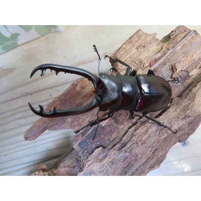 画像2: ☆新成虫☆ギラファノコギリクワガタ（亜種ティモレンシス）♂73ミリ♀43ミリRRペア販売！！